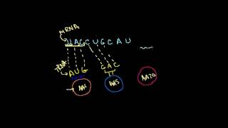 DNA RNA ve Transkripsiyon Biyoloji  Yaşam Ağacı [upl. by Ecnerewal305]