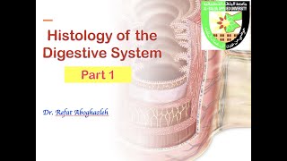 Histology of Digestive System Part 1 [upl. by Hudis676]