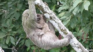 Canopy Tower Three Toed Sloth with two Babies [upl. by Nirre]