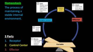 Homeostasis amp Feedback Mechanisms [upl. by Aneelad]