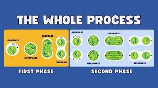 what is meiosis  what is meiosis cell division  Understanding Meiosis Cell Division Explained [upl. by Stilwell]