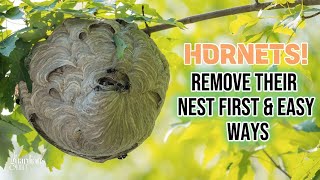 Proven Strategies How To Get Rid Of Hornet Nest Explained in Detail [upl. by Gardie]