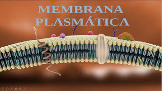 Membrana Plasmática  Estruturas Composição função e características  Membrana celular [upl. by Nirro773]