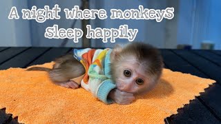 A night where monkeys sleep happily [upl. by Allicsirp]