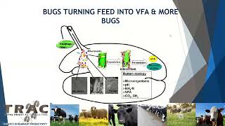 Acidosis in beef cattle on pasture [upl. by Akired517]