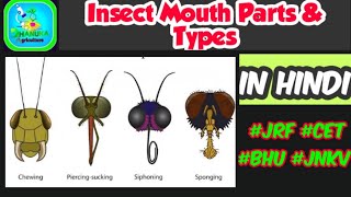 Insect Mouth parts amp their modifications  Insect morphology  Entomology [upl. by Ardnuasak]