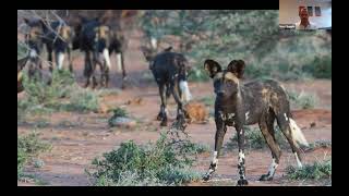 Naturetrek Roadshow African Wild Dog Conservation and Highlights of Botswana [upl. by Feerahs]