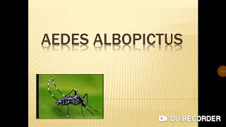 Aedes albopictus  características gerais [upl. by Lotti598]