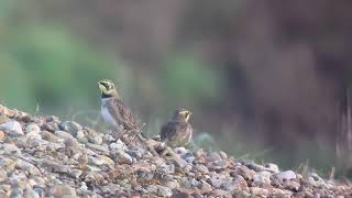 Alouette Haussecol Shorelark eremophila alpestris baie de Slack Ambleteuse novembre 2024 [upl. by Sadie984]