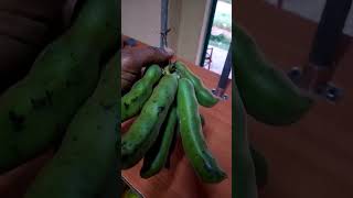 MUCUNA BEANS nutritious and highly productive food [upl. by Ajdan]