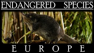 Endangered Species in Europe [upl. by Fredela]