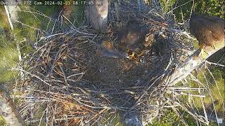 Captiva Eagle Cam 23022024 0806 [upl. by Igic]