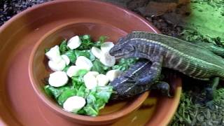 Vegetarian DaySalad plate for my giant Smiths plated lizards Gerrhosaurus v vallidus [upl. by Ericka]