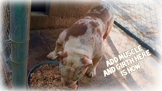 How to add weight and muscle to your dog  Bulking your bulldog or bully [upl. by Rosse]