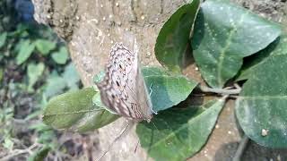 Butterfly on leaf [upl. by Yregerg]