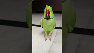 Parrot vs cat 🤣 talkingparrot comedyfilms birds cat [upl. by Aisemaj]