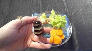 Build your own Snail Terrarium [upl. by Adao]