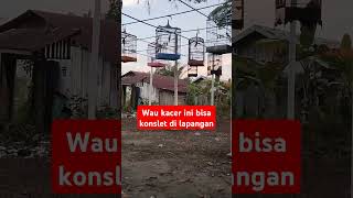 Burung kacer Raja ireng konslet di lapangan kacergacorfullisianmewah kicaumania [upl. by Paryavi968]