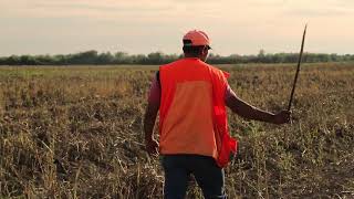 Wild Bobwhite Quail Hunting 2019 [upl. by Aitetel842]