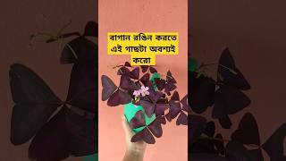 বাগান রঙিন করতে এই গাছটা অবশ্যই করো  Oxalis triangularis  Purple shamrock [upl. by Anatsirhc]