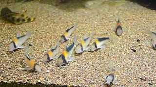 Corydoras adolfoi [upl. by Aiekat]