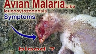 Avian Malaria in Bird Leucocytozoonosis at Poultry Ranch Chicken DISEASES symptoms [upl. by Hachman]