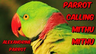 Parrots Natural Sounds  Alexandrine Raw Parrot birds parrot talkingparrot angelthevlogerr [upl. by Yojal]