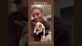 Love Island USAs Serena Takes on the CUTEST Frenchies Ever [upl. by Bucher]