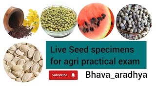 LIVE SEED SPECIMENS IDENTIFICATION AGRI PRACTICAL EXAM agriculture kcet2024 agripracticalexam [upl. by Acirred]