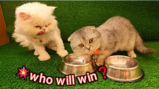 Argument over food⚡️scottish Kitten Vs classic persian Cat meow [upl. by Ynabe]