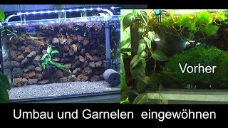 Altes Becken umstrukturieren zur Zucht für Zwerggarnelen Caridina Das filterlose Aquarium an der Wan [upl. by Kelsi]