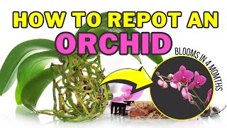 How to repot Phalaenopsis Orchids  Orchid Care for Beginners [upl. by Llenel134]