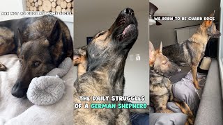 The Daily Struggles Of A German Shepherd [upl. by Anayt]