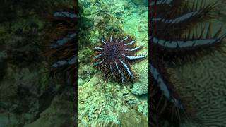 Most Venomous Starfish In The World [upl. by Bendick744]