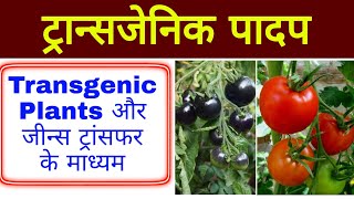 ट्रान्सजेनिक पादप  Transgenic plants  Transgenic padap  biology in hindi  biology science sk [upl. by Kcirddor]