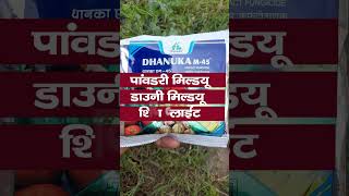 Dhanuka M45 Fungicide  Mancozeb 75  WP  m45 DhanukaAgritechLimited [upl. by Githens591]