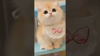 Kitten meowing to attract cat cat funny catlover meowingtv cute cutecat kitten shotfeed cut [upl. by Licko]