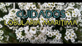 Cuidados LOBULARIA MARITIMA [upl. by Muriah235]