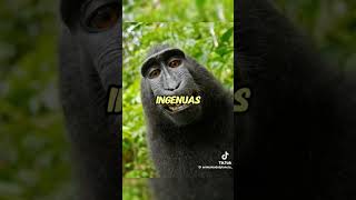 El Babuino Los animales del mundo viral shorts short [upl. by Jammin103]