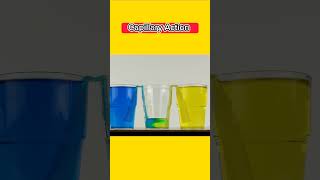 Capillary Action 🫗🥛 scienceexperiment facts shorts viral education interestingfacts viral [upl. by Ehcadroj728]