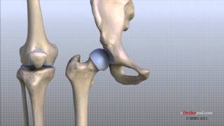 Knee Anatomy Animated Tutorial [upl. by Siaht]