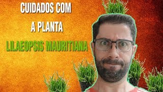 Como cuidar da planta Lilaeopsis mauritiana de aquário [upl. by Ettenej856]