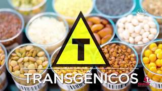 Alimentos transgênicos Diálogo Plural 237 [upl. by Llerod]