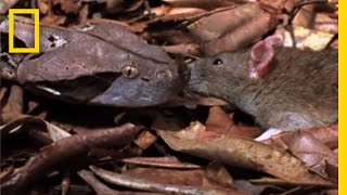 Gaboon Adder vs Rat  National Geographic [upl. by Etolas729]