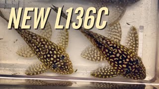 My New L136C Angelicus Pleco Breeding Group [upl. by Airliah]