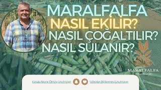 MARALFALFA NASIL ÇOĞALTILIR  NASIL SULANIR   NASIL DİKİLİR  MARALFALFA TURHAN KENDİRLİ [upl. by Ardnalahs]