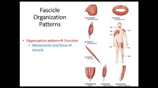 Anat1 Muscle Fascicle Arrangements [upl. by Mickey]