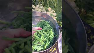 A forgotten video from August blanching green beans to freeze homestead farmette [upl. by Nnadroj56]