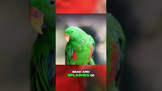 The Colorful Secrets of Eclectus Parrots Revealed shorts [upl. by Ram]