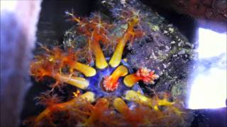 Sea cucumber filter feeding [upl. by Hasseman]